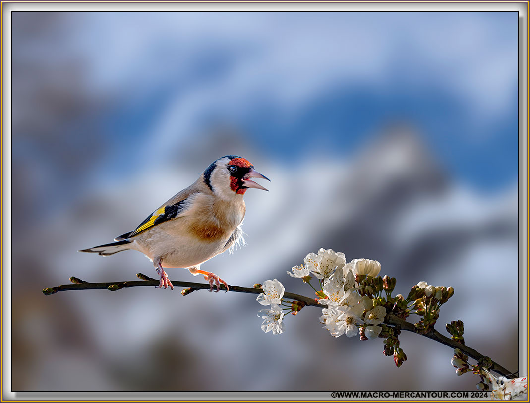 Chardonneret élégant